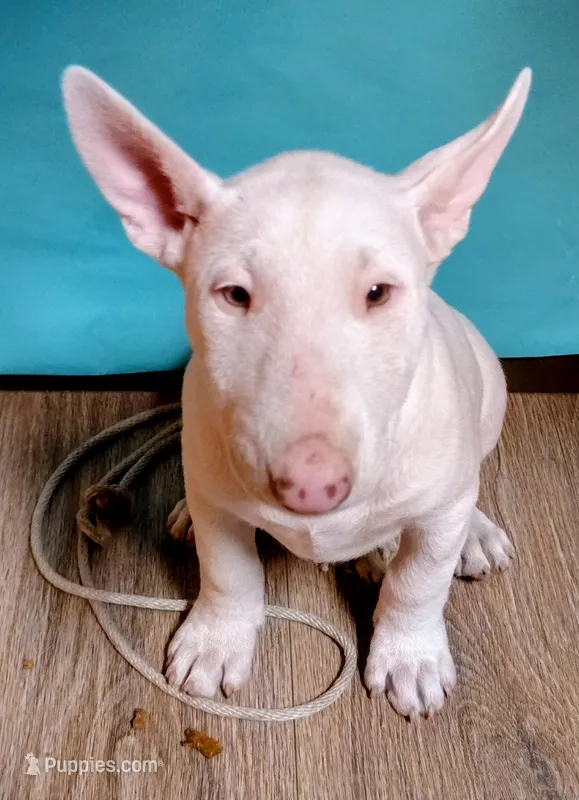 Ángel – Bull Terrier puppy for sale in Baker City, OR