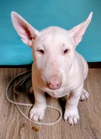 Ángel, a female Bull Terrier for sale in Baker City, OR – 1 of 3