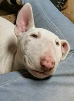 Anjlita , a female Bull Terrier for sale in Baker City, OR – 2 of 7