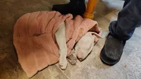 Anjlita , a female Bull Terrier for sale in Baker City, OR – 5 of 9