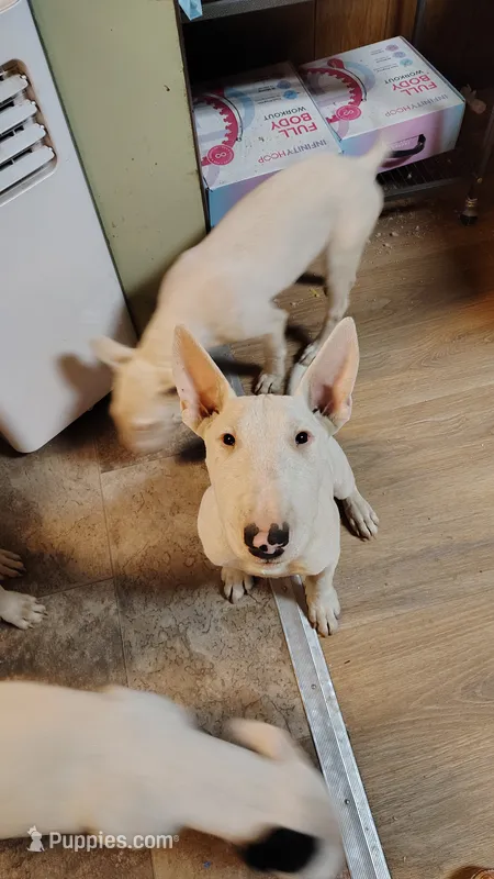 Chico – Bull Terrier puppy for sale in Baker City, OR