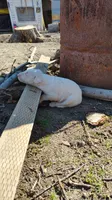 Chico, a male Bull Terrier for sale in Baker City, OR – 5 of 5