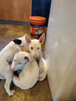 Kana, a female Bull Terrier for sale in Baker City, OR – 6 of 7