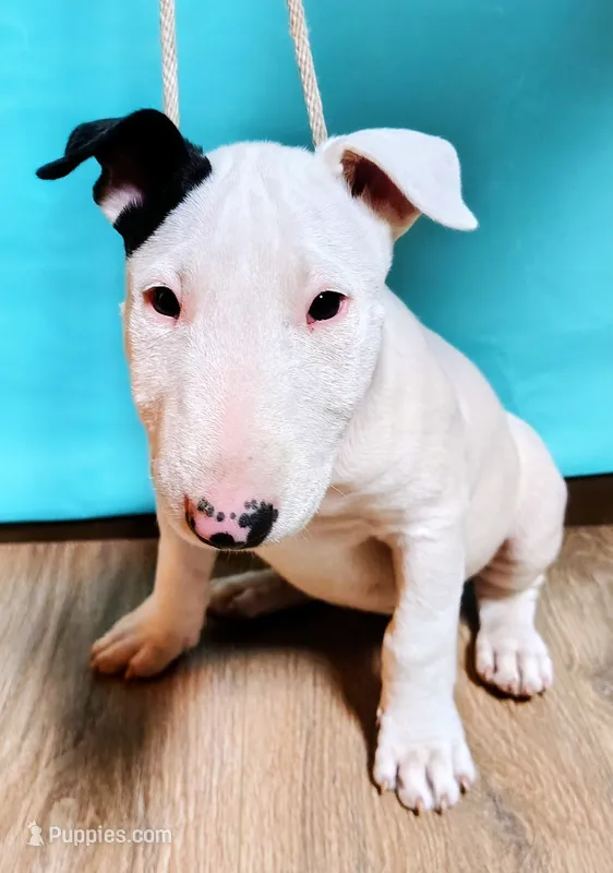 Princesa  – Bull Terrier puppy for sale in Baker City, OR
