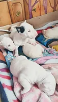Princesa , a female Bull Terrier for sale in Baker City, OR – 3 of 7
