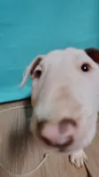 Kana, a female Bull Terrier for sale in Baker City, OR – 2 of 3
