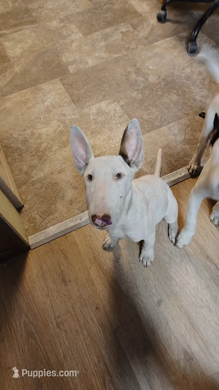 Kana – Bull Terrier puppy for sale in Baker City, OR