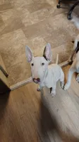 Kana, a female Bull Terrier for sale in Baker City, OR – 1 of 9