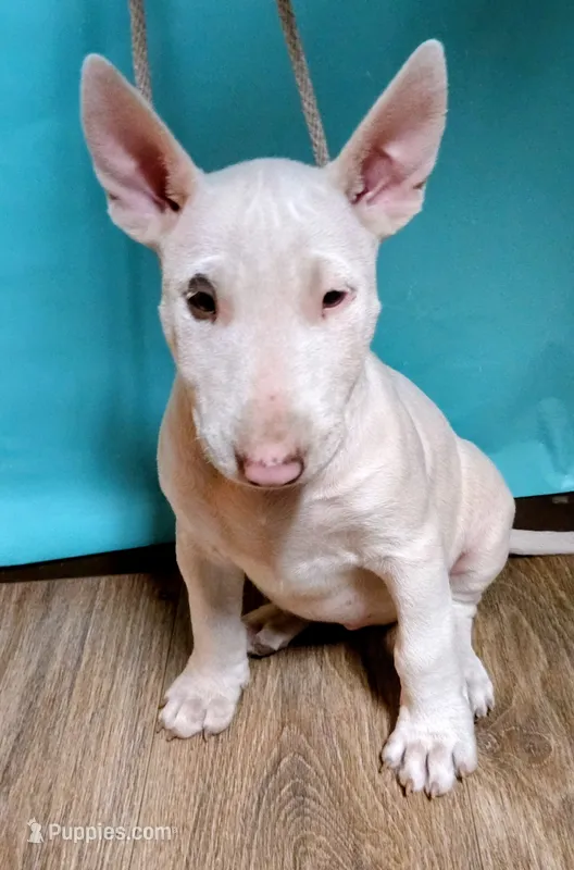 Daisy – Bull Terrier puppy on hold in Baker City, OR