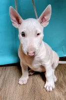 Daisy, a female Bull Terrier for sale in Baker City, OR – 1 of 3