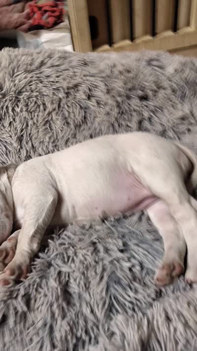 Anjlita , a female Bull Terrier for sale in Baker City, OR – 9 of 9