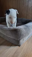 Princesa , a female Bull Terrier for sale in Baker City, OR – 7 of 7