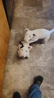 Princesa , a female Bull Terrier for sale in Baker City, OR – 5 of 7