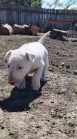 Chico, a male Bull Terrier for sale in Baker City, OR – 4 of 5