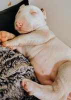 Kana, a female Bull Terrier for sale in Baker City, OR – 9 of 9