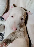 Anjlita , a female Bull Terrier for sale in Baker City, OR – 8 of 9