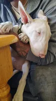 Kana, a female Bull Terrier for sale in Baker City, OR – 5 of 7
