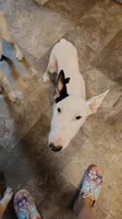 Princesa , a female Bull Terrier for sale in Baker City, OR – 2 of 9