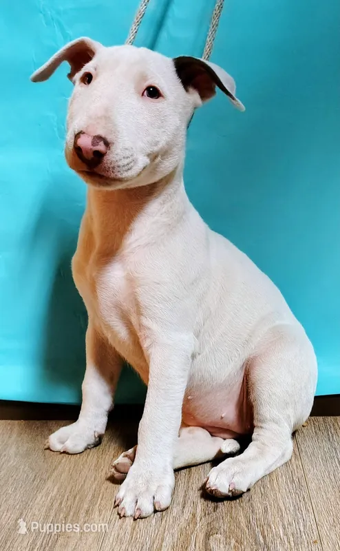Kana – Bull Terrier puppy on hold in Baker City, OR