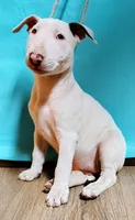 Kana, a female Bull Terrier for sale in Baker City, OR – 1 of 3