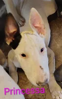 Princesa , a female Bull Terrier for sale in Baker City, OR – 3 of 9