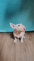 Anjlita , a female Bull Terrier for sale in Baker City, OR – 3 of 7