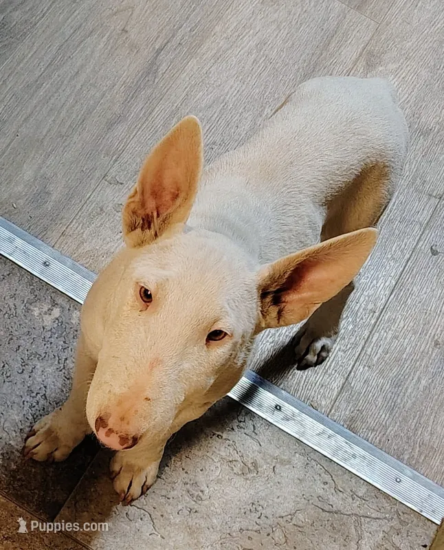 Anjlita  – Bull Terrier puppy for sale in Baker City, OR
