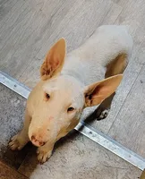 Anjlita , a female Bull Terrier for sale in Baker City, OR – 1 of 9
