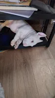 Daisy, a female Bull Terrier for sale in Baker City, OR – 2 of 3