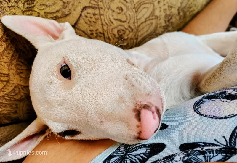 Daisy – Bull Terrier puppy for sale in Baker City, OR