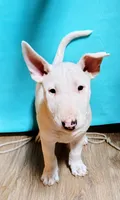 Chico, a male Bull Terrier for sale in Baker City, OR – 1 of 5