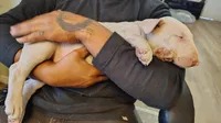 Anjlita , a female Bull Terrier for sale in Baker City, OR – 4 of 7