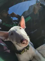 Kana, a female Bull Terrier for sale in Baker City, OR – 3 of 7