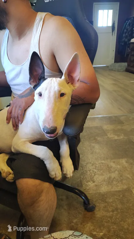 Princesa  – Bull Terrier puppy for sale in Baker City, OR