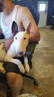 Princesa , a female Bull Terrier for sale in Baker City, OR – 1 of 9