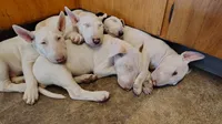 Anjlita , a female Bull Terrier for sale in Baker City, OR – 5 of 7