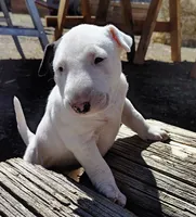 Princesa , a female Bull Terrier for sale in Baker City, OR – 2 of 7