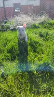 Ángel, a female Bull Terrier for sale in Baker City, OR – 3 of 3