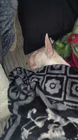 Anjlita , a female Bull Terrier for sale in Baker City, OR – 3 of 9
