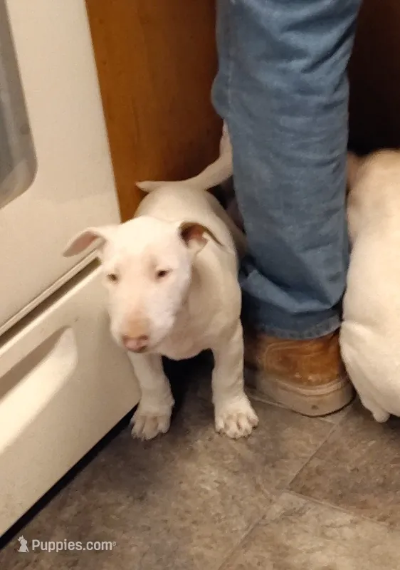 Kana – Bull Terrier puppy for sale in Baker City, OR