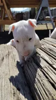 Ángel, a female Bull Terrier for sale in Baker City, OR – 2 of 3
