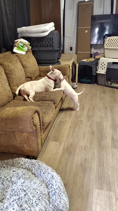 Kana, a female Bull Terrier for sale in Baker City, OR – 7 of 7