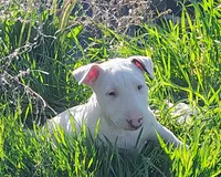 Kana, a female Bull Terrier for sale in Baker City, OR – 8 of 9