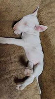 Anjlita , a female Bull Terrier for sale in Baker City, OR – 6 of 7