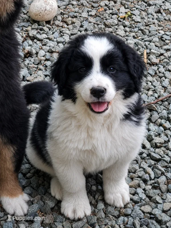 Black and white spotted Great Bernese  – Bernese Mountain Dog, Great Pyrenees puppy for sale in Arlington, WA