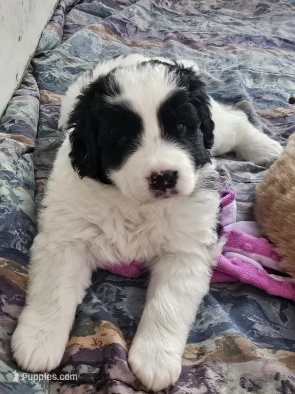 Black and white spotted Great Bernese  – Bernese Mountain Dog, Great Pyrenees puppy for sale in Arlington, WA