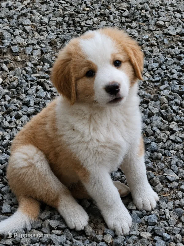 Light sable Great Bernese  – Bernese Mountain Dog, Great Pyrenees puppy for sale in Arlington, WA