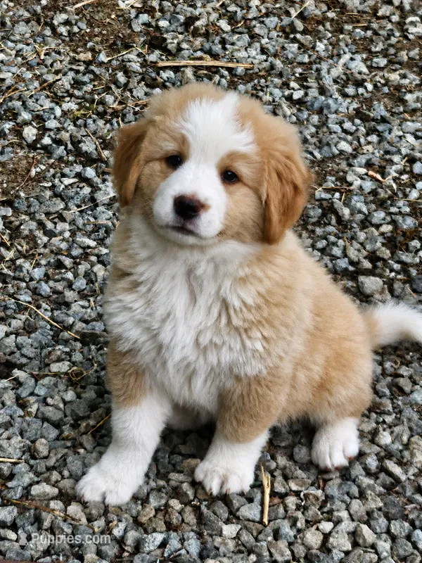 Light sable Great Bernese  – Bernese Mountain Dog, Great Pyrenees puppy for sale in Arlington, WA