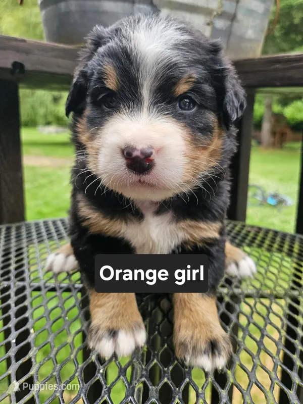 Great Bernese tri orange collar  – Bernese Mountain Dog, Great Pyrenees puppy for sale in Arlington, WA