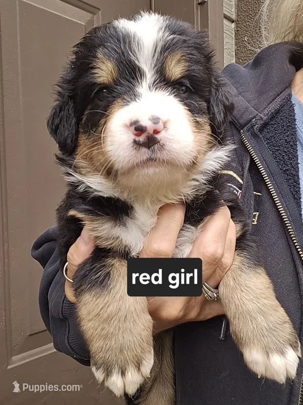 Great Bernese red collar tri – Bernese Mountain Dog, Great Pyrenees puppy for sale in Arlington, WA